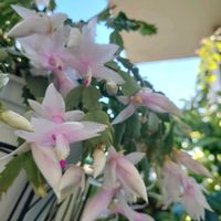 シャコバサボテン,シャコバサボテン,デンマークカクタス,土曜はお空の発表会,おしゃれな土曜日♪の画像