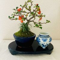 長寿梅,盆栽,長寿梅（赤花）,長寿梅盆栽の画像