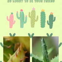 アロエ,アロエ,苔(コケ),苔(コケ),アロエベラの画像