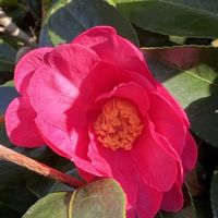 寒椿,寒椿,寒椿,自然大好き,今日も笑顔で♡の画像