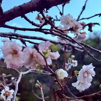 ガウラ,サクラ,ガウラ(白蝶草),さくら サクラ 桜,桜 さくらの画像