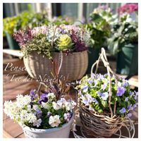 アリッサム,ベロニカ,プラチーナ,葉牡丹,イベリス（キャンディタフト）の画像