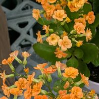 カランコエ,八重咲きカランコエ,安曇野,信州大好き⛰️,今日の花の画像