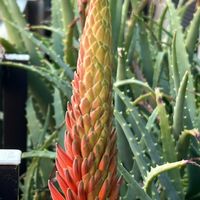 アロエ,アロエベラ,ビタミンカラー,ユリ科,オレンジ色の花の画像