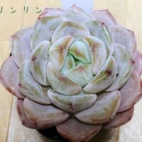 鉢植え,エケベリア属,多肉大好き,多肉中毒,多肉多肉多肉の画像