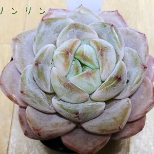 鉢植え,エケベリア属,多肉大好き,多肉中毒,多肉多肉多肉の画像