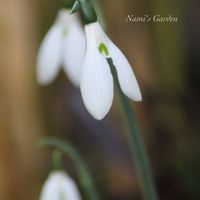 スノードロップ,野鳥の来る庭,小さな庭,庭の画像