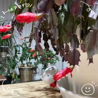 シャコバサボテン,フユシラズ,イラガの繭,復興祈願,土曜はお空の発表会の画像