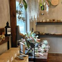 エアプランツ,観葉植物,雑貨,花のある暮らし,ＧＳだヨ！全員集合の画像