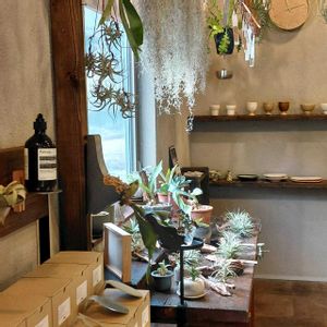 エアプランツ,観葉植物,雑貨,花のある暮らし,ＧＳだヨ！全員集合の画像
