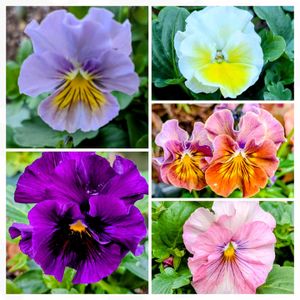 パンジー,名無しさん。,クリスマスツリー,ポケモン,クリスマス月間の画像