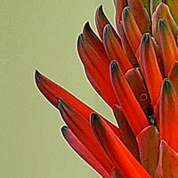 アネモネ,アロエ,キク,バラ,ポリゴナム（ヒメツルソバ）の画像