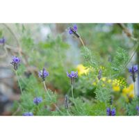 レースラベンダー,ハーブ,ミラーレス一眼,青い花マニア,ゆみさんちのハーブの画像