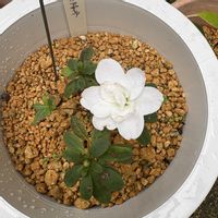 アザレア　ときめき,沖縄,挿木,白い花マニア,おうち園芸の画像