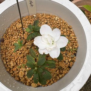 アザレア　ときめき,沖縄,挿木,白い花マニア,おうち園芸の画像