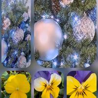 アサリナ,キク,チェリーセージ,ビオラ,イルミネーション。の画像