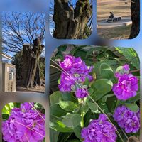 イソトマ,ストック,ストック,プリムラ,リナリアの画像