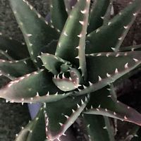 アロエ,アロエベラ,アロエベラ,アロエ ベラ,バラ、薔薇、ばらの画像