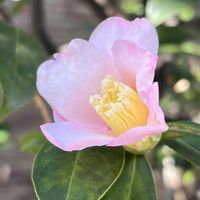 ツバキ,侘助,侘助,散歩,ピンクの花の画像