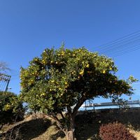 夏みかん,スマホ,おでかけ先,道祖神の画像