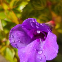 トレニア,トレニア コンカラー 斑入り,雨粒,青い花マニア,美しく青きドヨウの画像