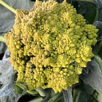 ロマネスコ,ブロッコリー,ブロッコリー,芽キャベツ,紫キャベツの画像