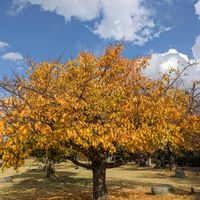 サクラ,紅葉,桜の紅葉,太陽,富士山の画像