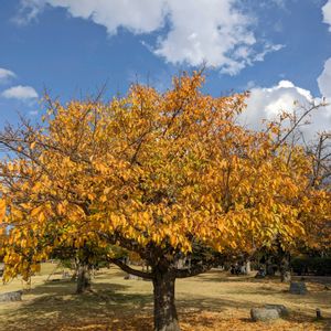 サクラ,紅葉,桜の紅葉,太陽,富士山の画像