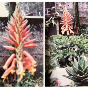 アロエ 不夜城,鉢植え,不夜城アロエ,懐かしい庭,昔住んできた庭の画像