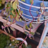 ミセバヤ,多肉植物,観葉植物,塊根植物,ベランダの画像