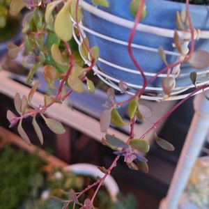 ミセバヤ,多肉植物,観葉植物,塊根植物,ベランダの画像