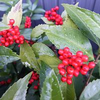 シクラメン,センリョウ,ラックス,花のある暮らし,チーム愛知の画像