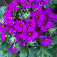 シバザクラ,ヒナギク,ヒナギク,プリムラ マラコイデス,プリムラマラコイデスの画像