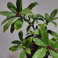 ジンチョウゲ,初恋,沈丁花,沈丁花,不死鳥の画像