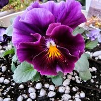 フィロデンドロン,フィカス,ペペロニア,パンジー フェデネージュ,花のある暮らしの画像