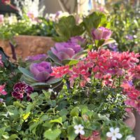 シクラメン,ネメシア,ハボタン,パンジー・ビオラ,感謝の画像