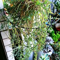 ドルフィンネックレス,セネシオ属,植物男子ベランダー,ネックレス,ドルフィンネックレス♡の画像