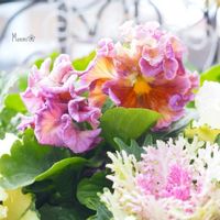 パンジー,葉牡丹,パンジーゆみラッフル,寄せ植え,かわいいな♡の画像