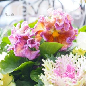 パンジー,葉牡丹,パンジーゆみラッフル,寄せ植え,かわいいな♡の画像