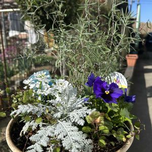 イベリス,イベリス,ミントブッシュ,ワイヤープランツ,よく咲くスミレ・ブルーハワイの画像