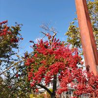 ピラカンサ,いつもの散歩道,世界平和,被災地にエールを…。,道端徘徊同盟の画像