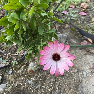 ガーデン,庭の画像