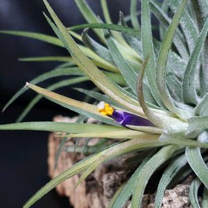 チランジア,イオナンタ,エアプランツ,福岡県,青い花マニアの画像