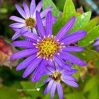 ノコンギク,花のある暮らし,お散歩写真,お花が好き♡,綺麗なお花の画像