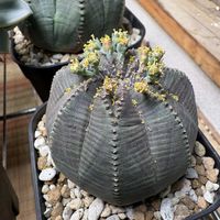 オベサ,多肉植物,ユーフォルビア,多肉の花,開花中の画像