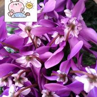 シクラメン,お花屋さんにて,美しき青きドヨウ,土曜日は青の日,土曜日は紫の花の画像