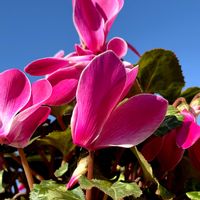 シクラメン,いつも心に太陽を,庭の画像