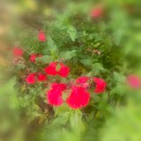 チェリーセージ,外出先,シソ科アキギリ属の画像