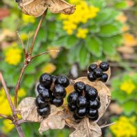スイカズラ,スイカズラ,ヤブラン,ヤブラン,ヒオウギの画像