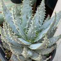 アロエ,アロエ,カリブラコア,カリブラコア,タマサンゴの画像